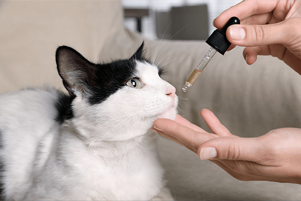 Cat First AId