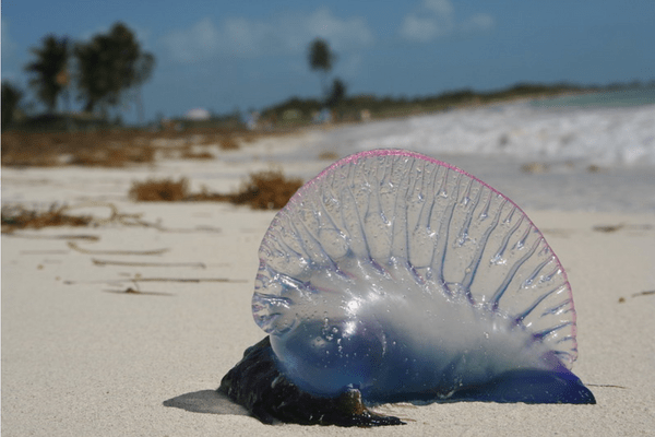 Bluebottle: how to treat stings and warning signs