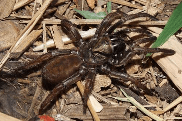 Sydney Brown Trapdoor Spider