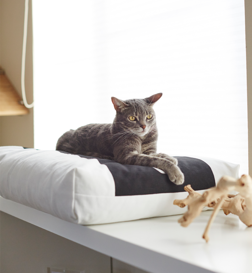 Scheiding Taille Donker worden PADI Pillow Cat Bed from MyKotty – hauspanther