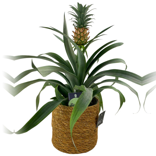 Pineapple in Sea grass Basket by Plants By Post