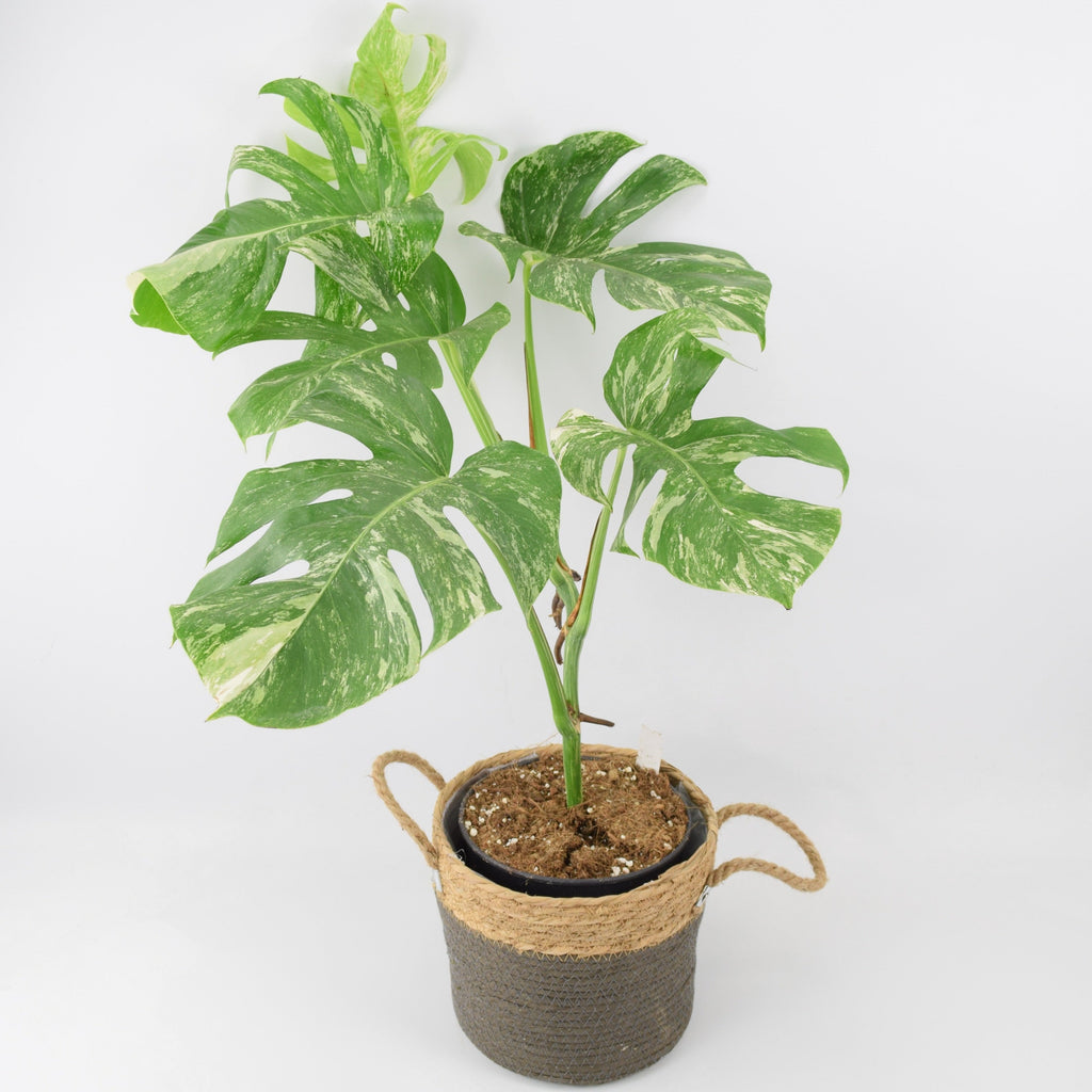 Monstera Deliciosa Variegated Plant in 19cm Wicker Basket