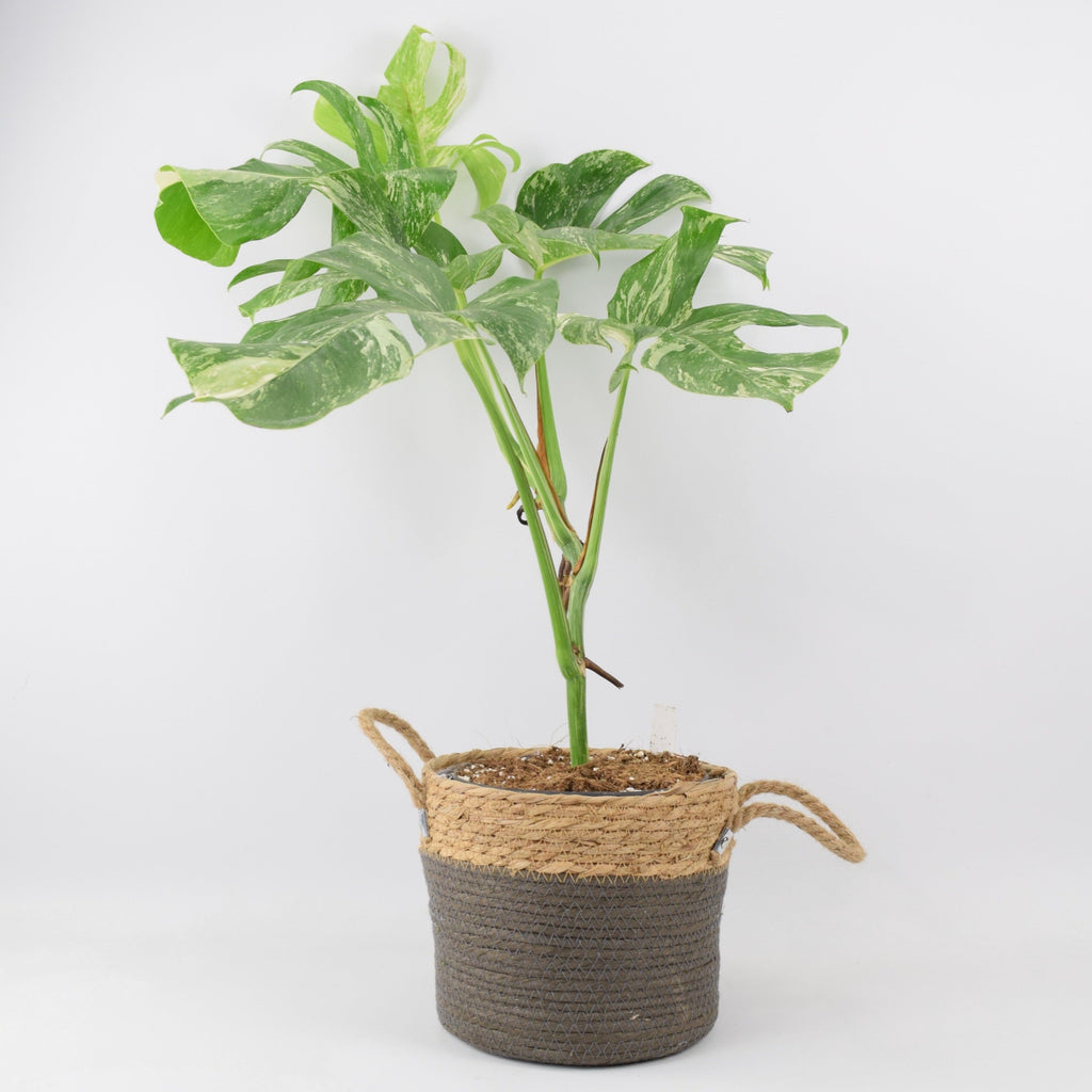 Monstera Deliciosa Variegated Plant in 19cm Wicker Basket