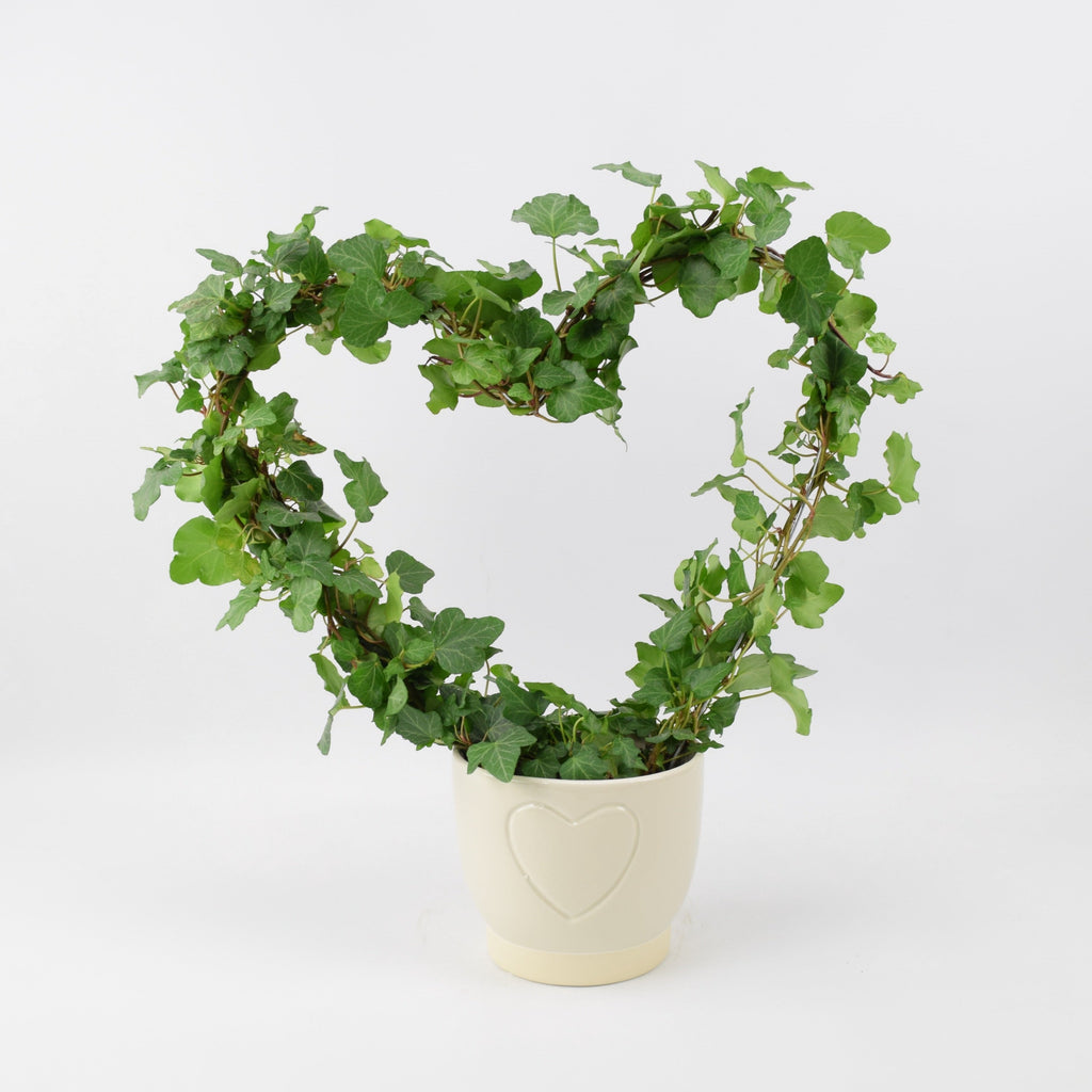 Hedera (Ivy) Heart Hoop