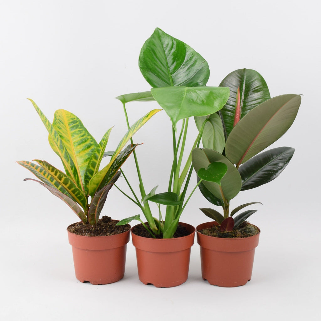 Peat Free Houseplant Collection
