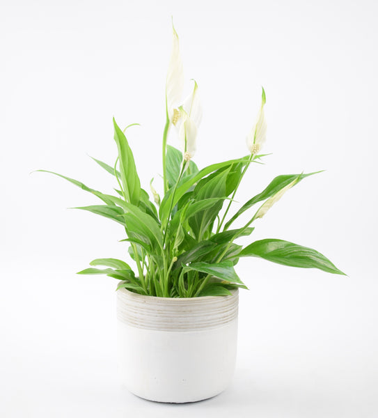 Peace Lily In Ceramic Pot by Plants By Post
