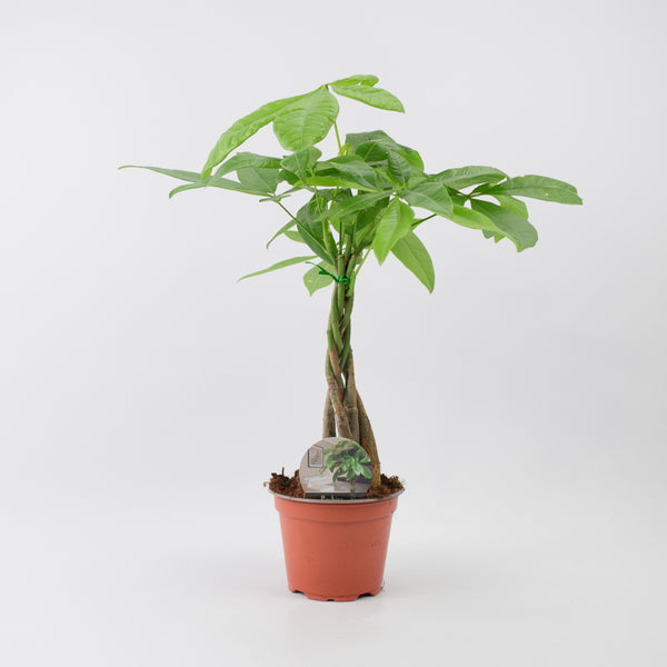 Pachira Money Tree By Plants By Post