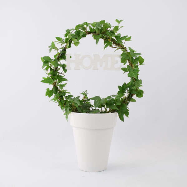 Hedera Ivy Loop by Plants By Post