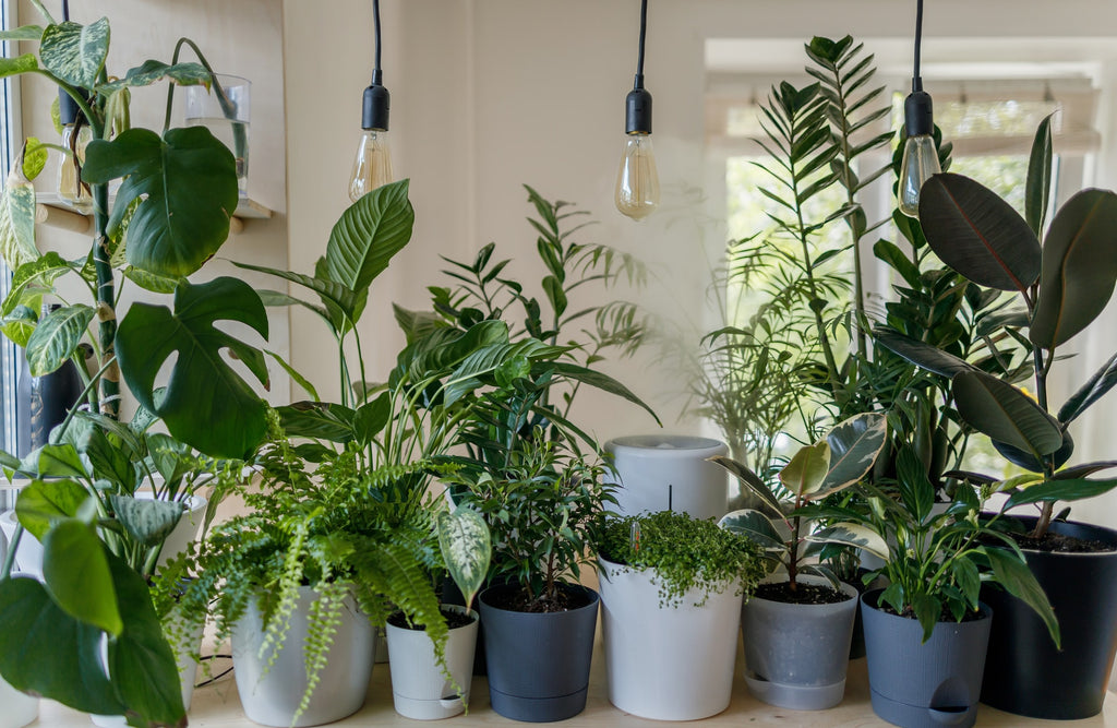 indoor house plants