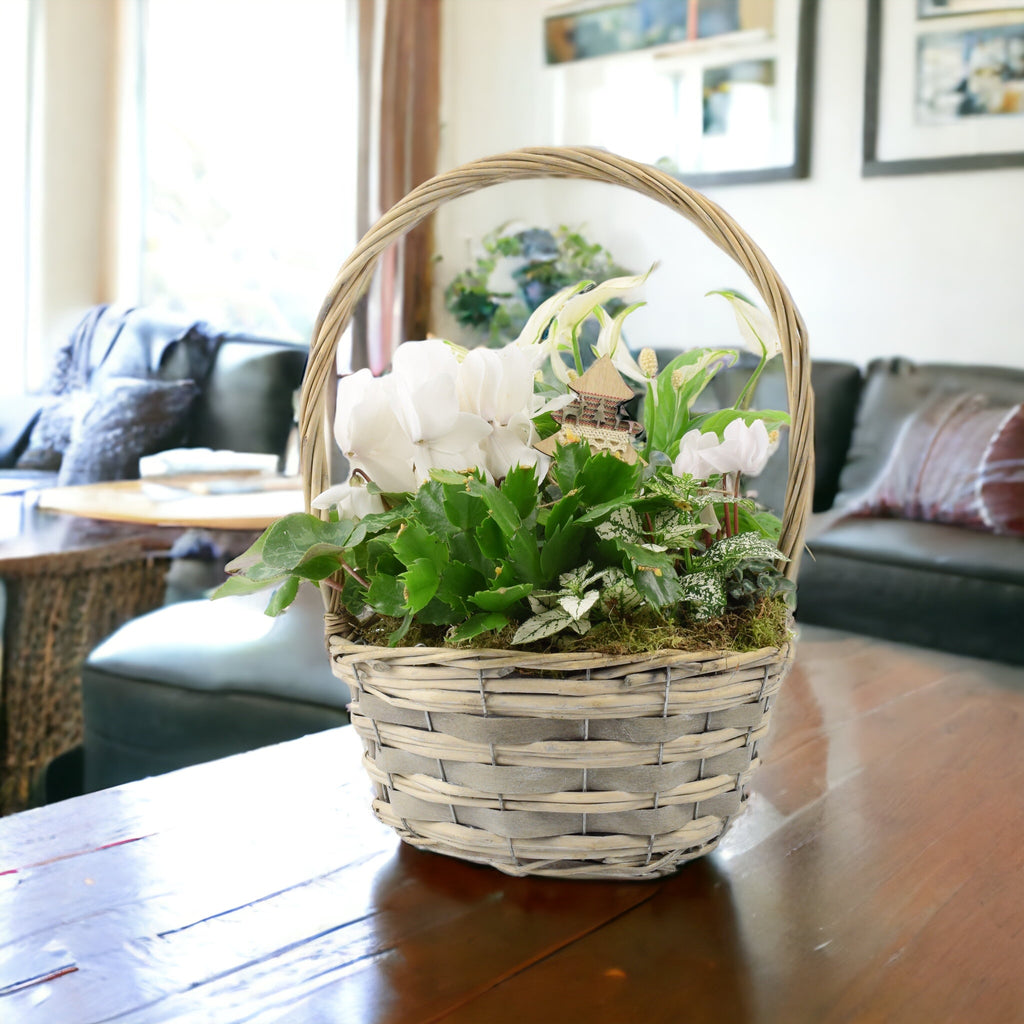 Christmas Indoor Large Planted White Basket