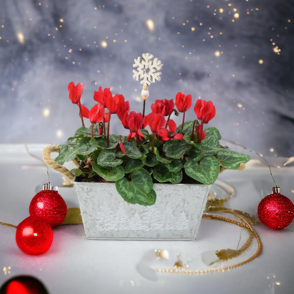 Red Cyclamen in metal trough planter at Plants By Post