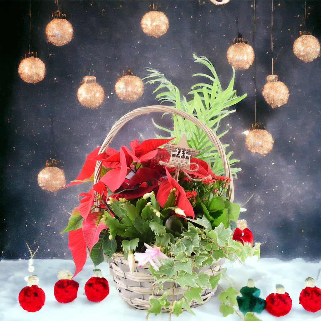 Christmas basket with red cyclamen