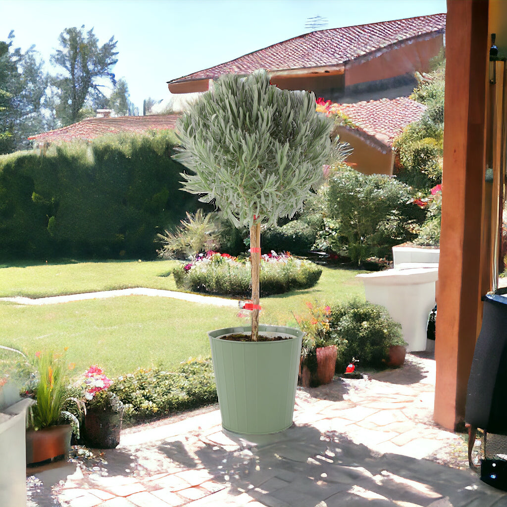 Lavender Tree 1/4 Standard 3 Litre Pot