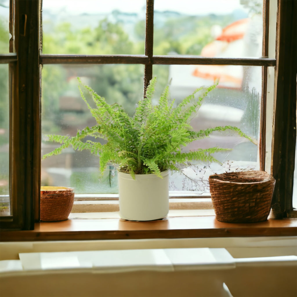 Boston fern