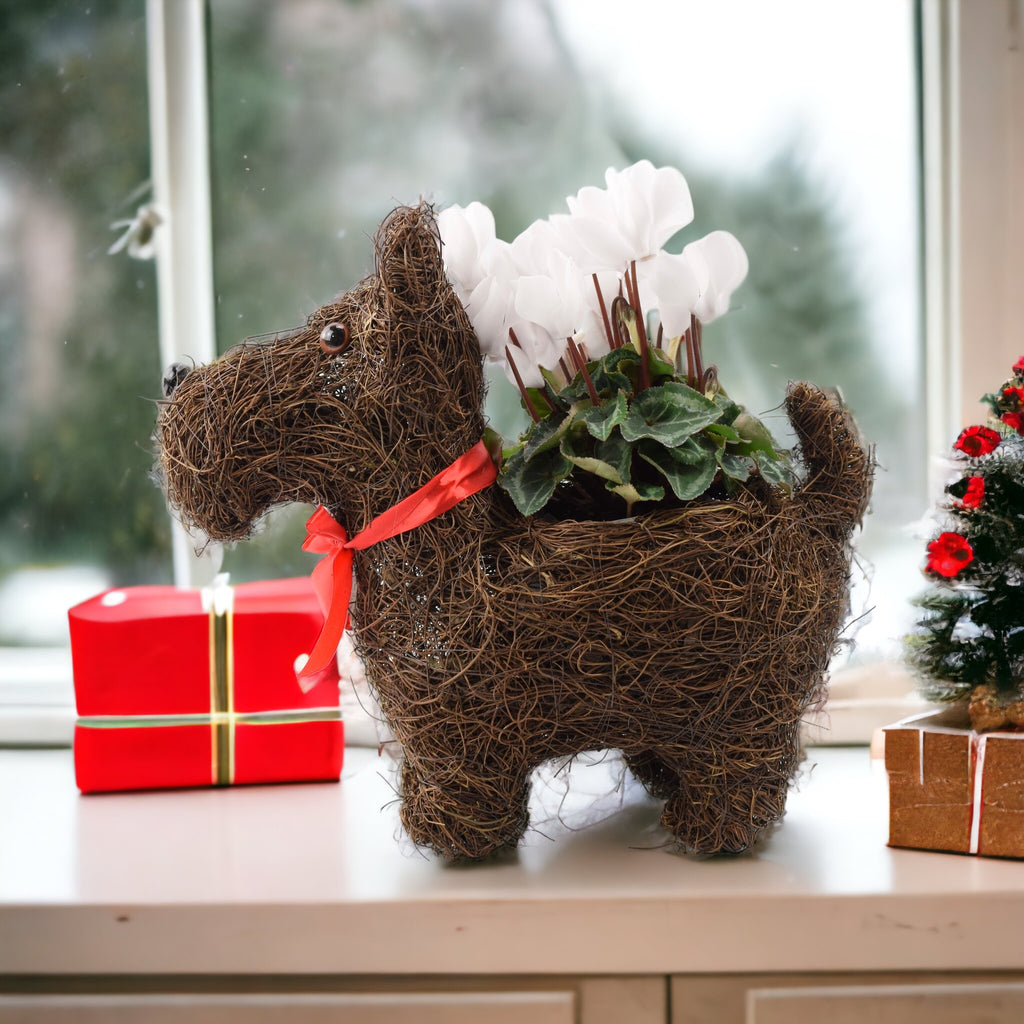 Scotty Dog Christmas Planter with Red Cyclamen