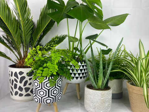 houseplant subscription