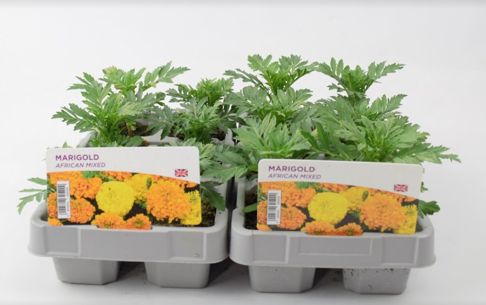 African marigolds