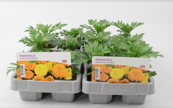 African Marigold pack bedding plants