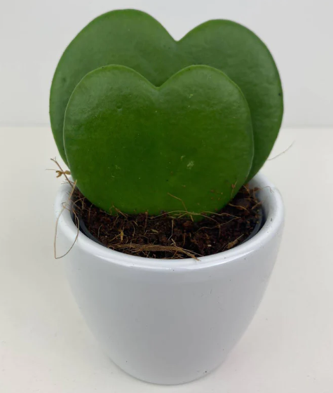 duo hoya heart shaped succulent