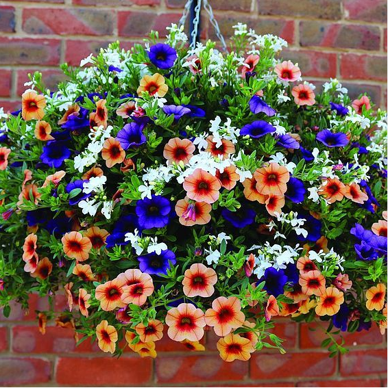 wicker hanging basket in full bloom by Plants by Post