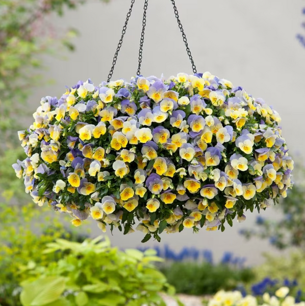 wicker hanging basket in full bloom by Plants by Post