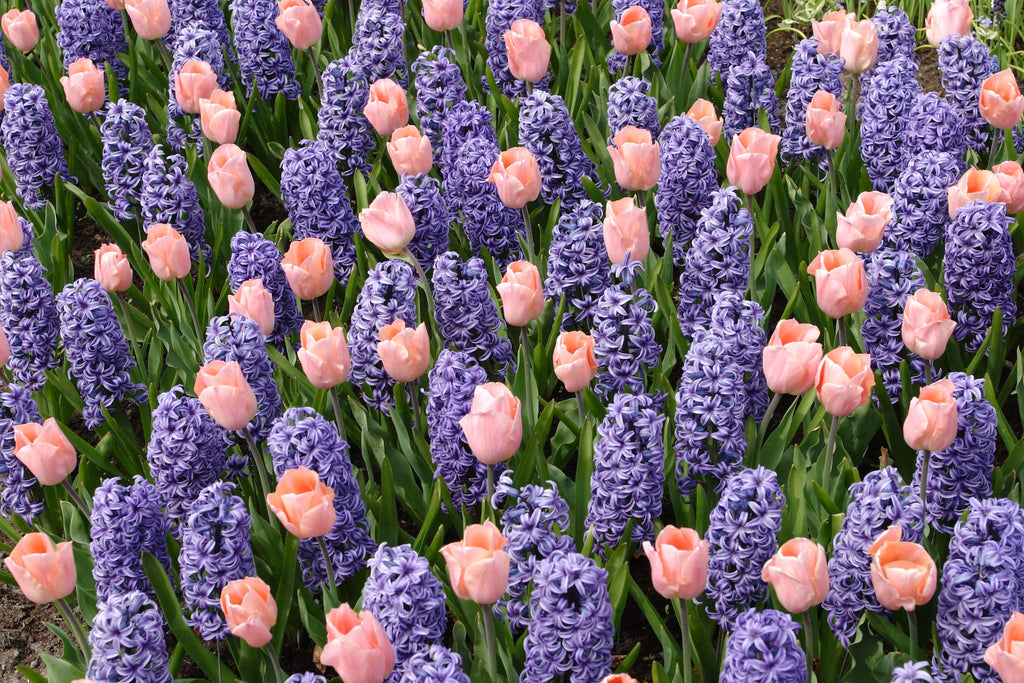 hyacinth flowers