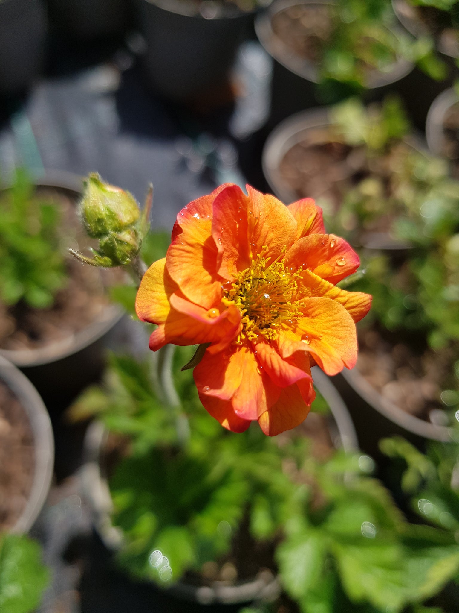 Geum Totally Tangerine