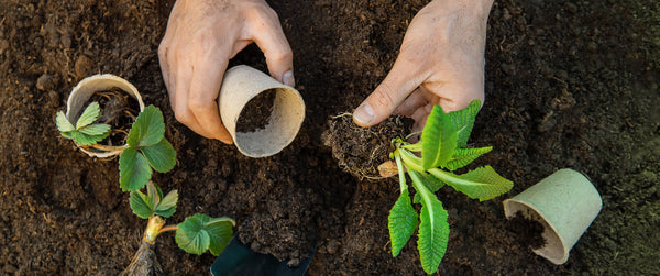 Potting Plants in National Gardening Week