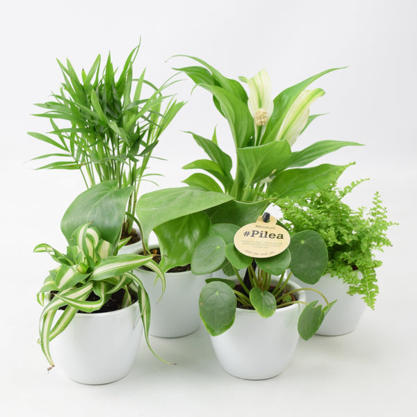 Mini Houseplant Subscription at Plants By Post