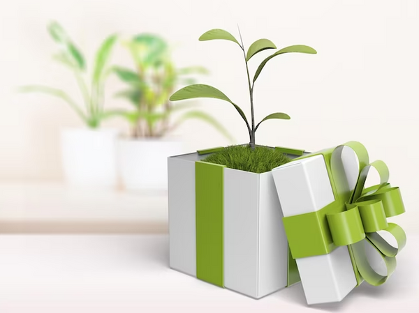 new home plant gift at Plants by Post