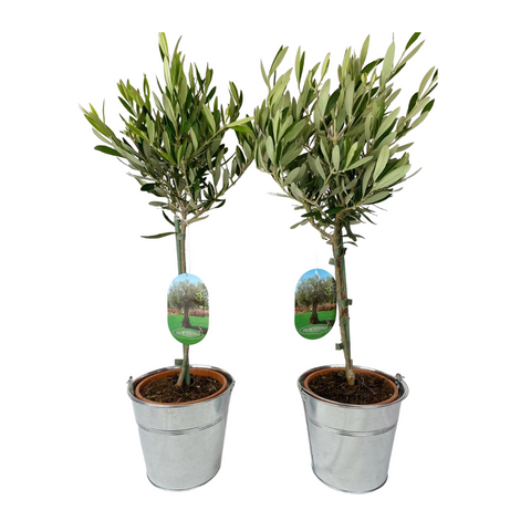 pair of olive trees in silver buckets