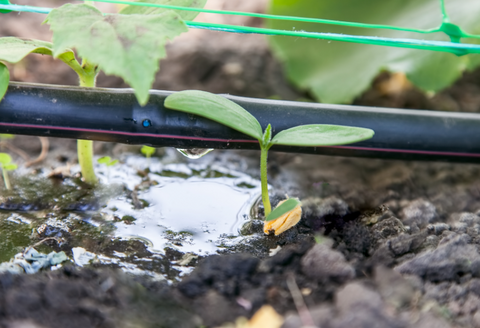 drip irrigation in a garden