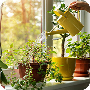 watering indoor plants with a watering can