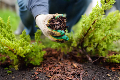 mulching around the plants in the garden