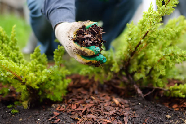 mulching tips at Plants By Post
