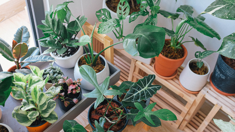 plants in pots ready to move house