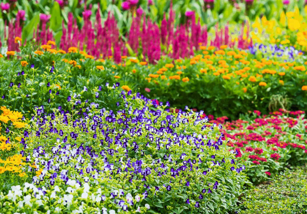 perennial plants in bloom in a garden