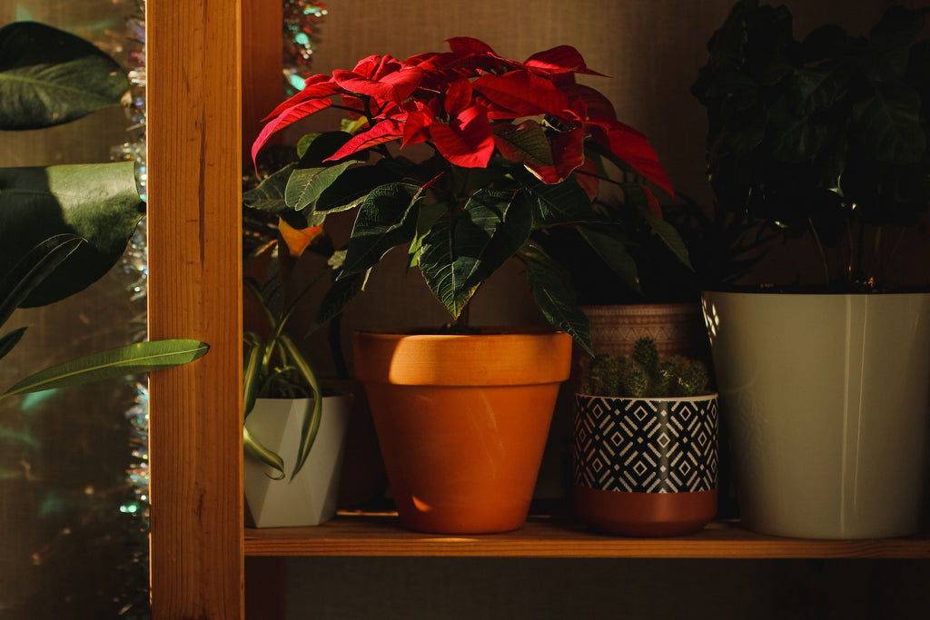 poinsettia plant