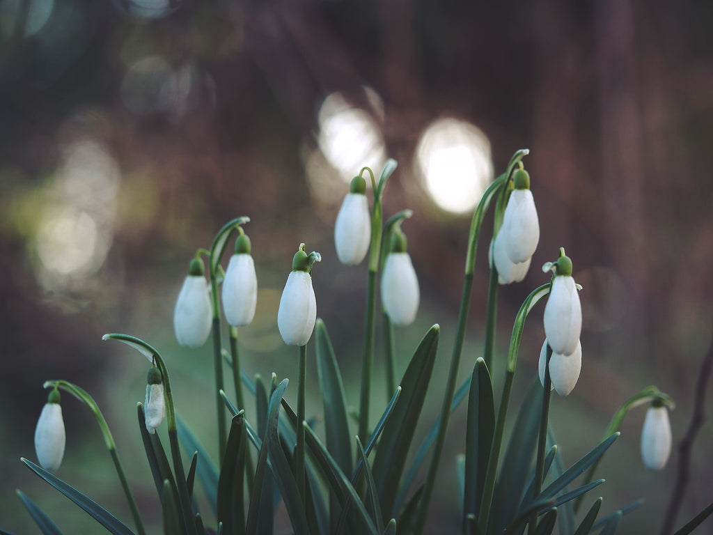 snowdrop flowers