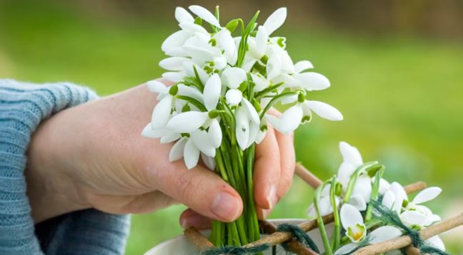 snowdrop cutting to put in a pot