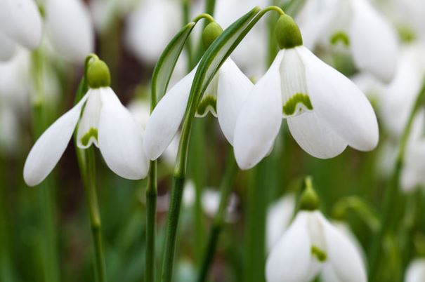 snowdrops