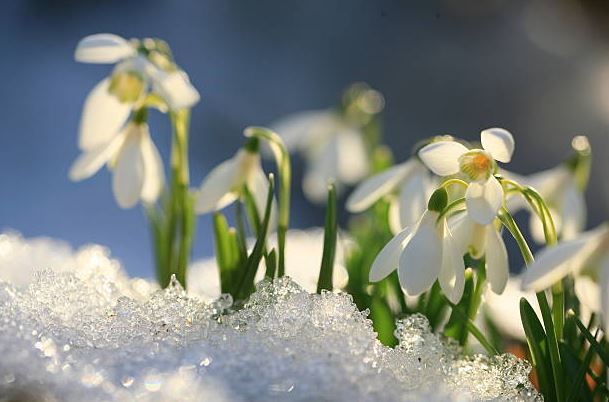 snowdrop flowers in snow