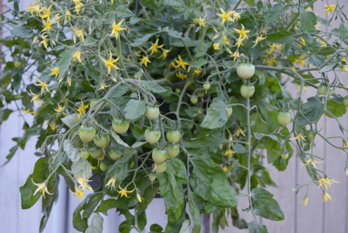 wicker hanging basket with tomatoes in by Plants by Post