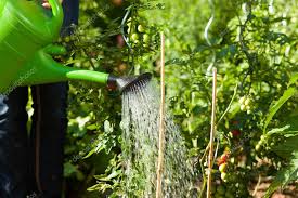 watering outdoor plants with a watering can