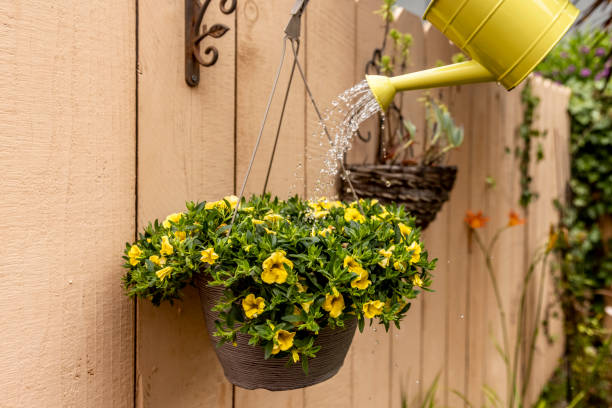 watering hanging wicker basket at plants by post