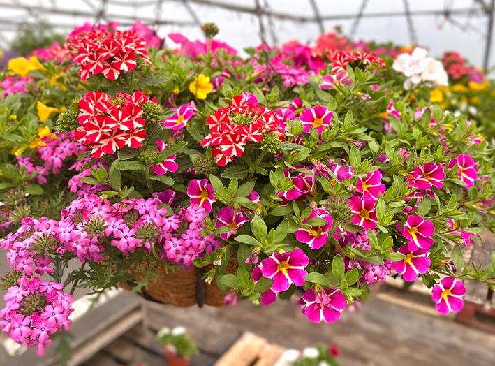 wicker hanging basket in bloom by Plants by Post