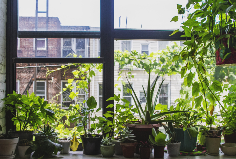 windowsill gardening with plants by post