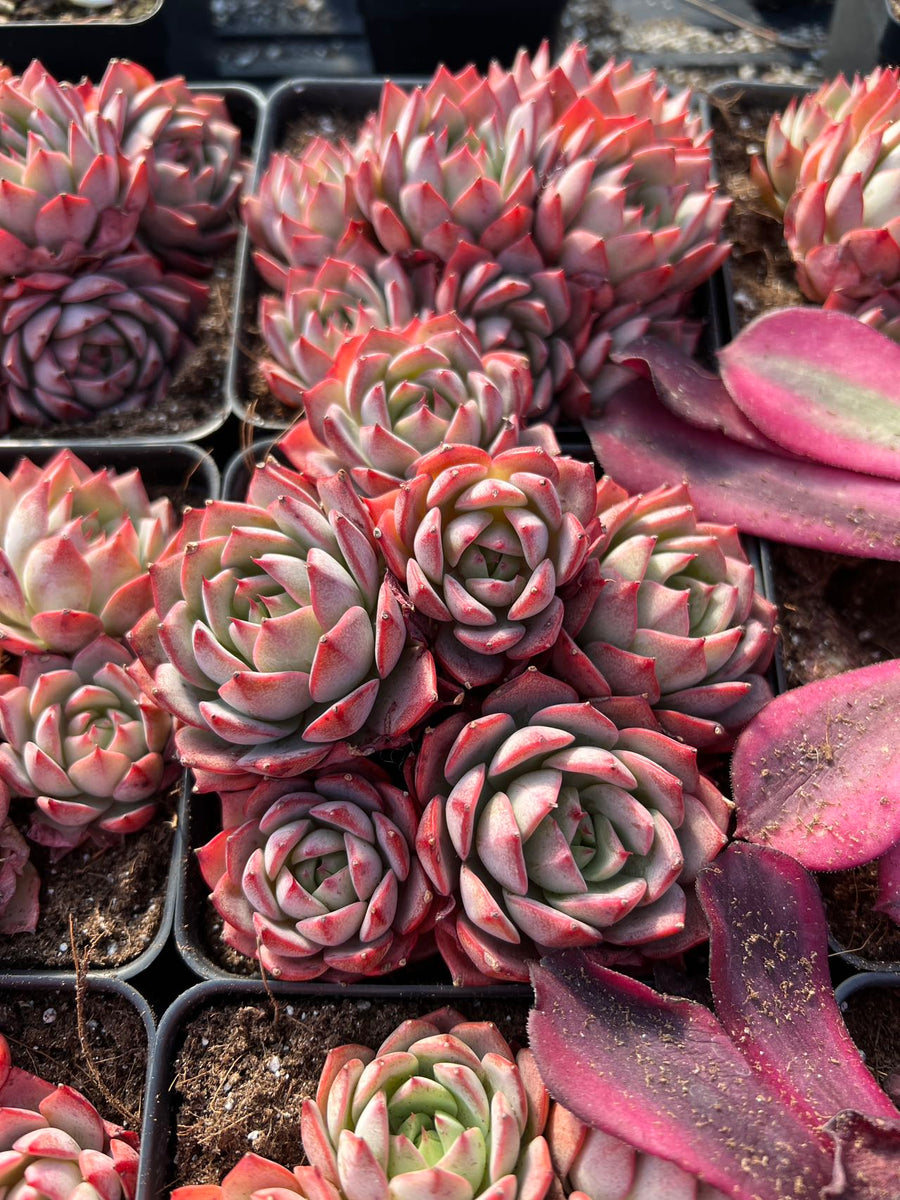 Echeveria Linde Anna - April Farm/Rare Succulents