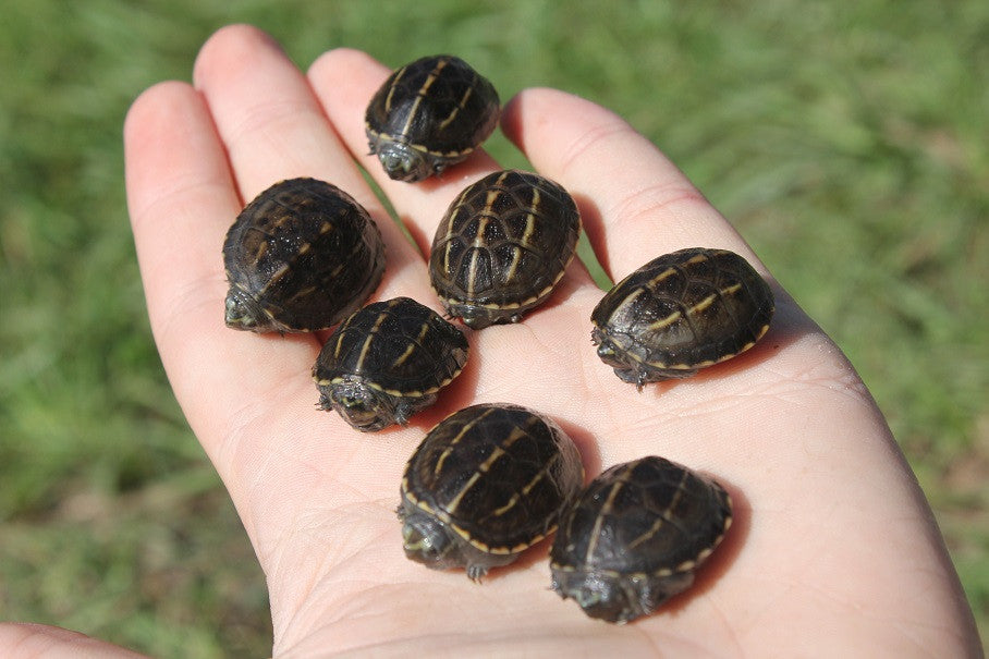 baby mud turtle