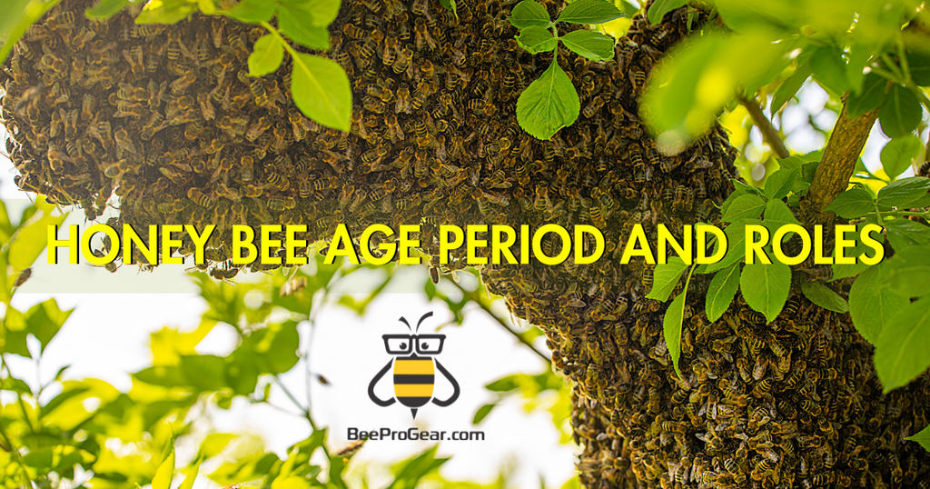 life cycle of honey bee